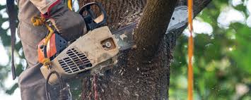 Indian Head, MD Tree Care Company