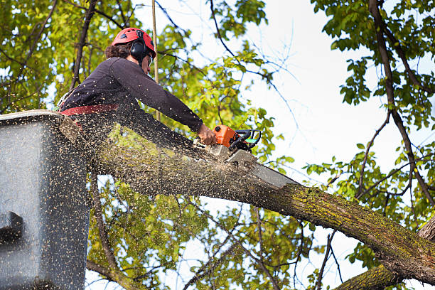 Best Arborist Consultation Services  in Indian Head, MD